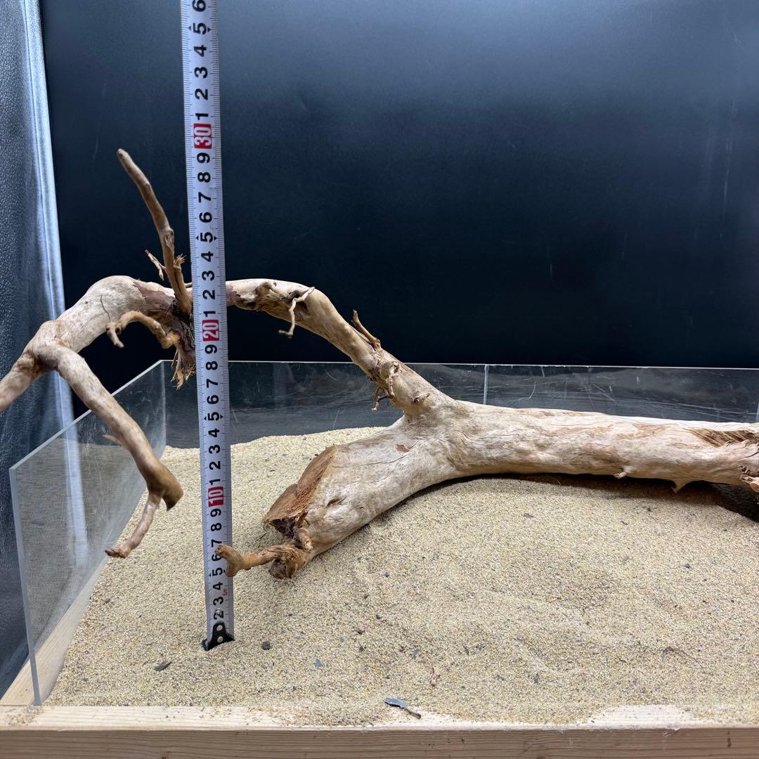 HX-013 流木 ホーンウッド マシンガンウッド アクアリウム ブランチ