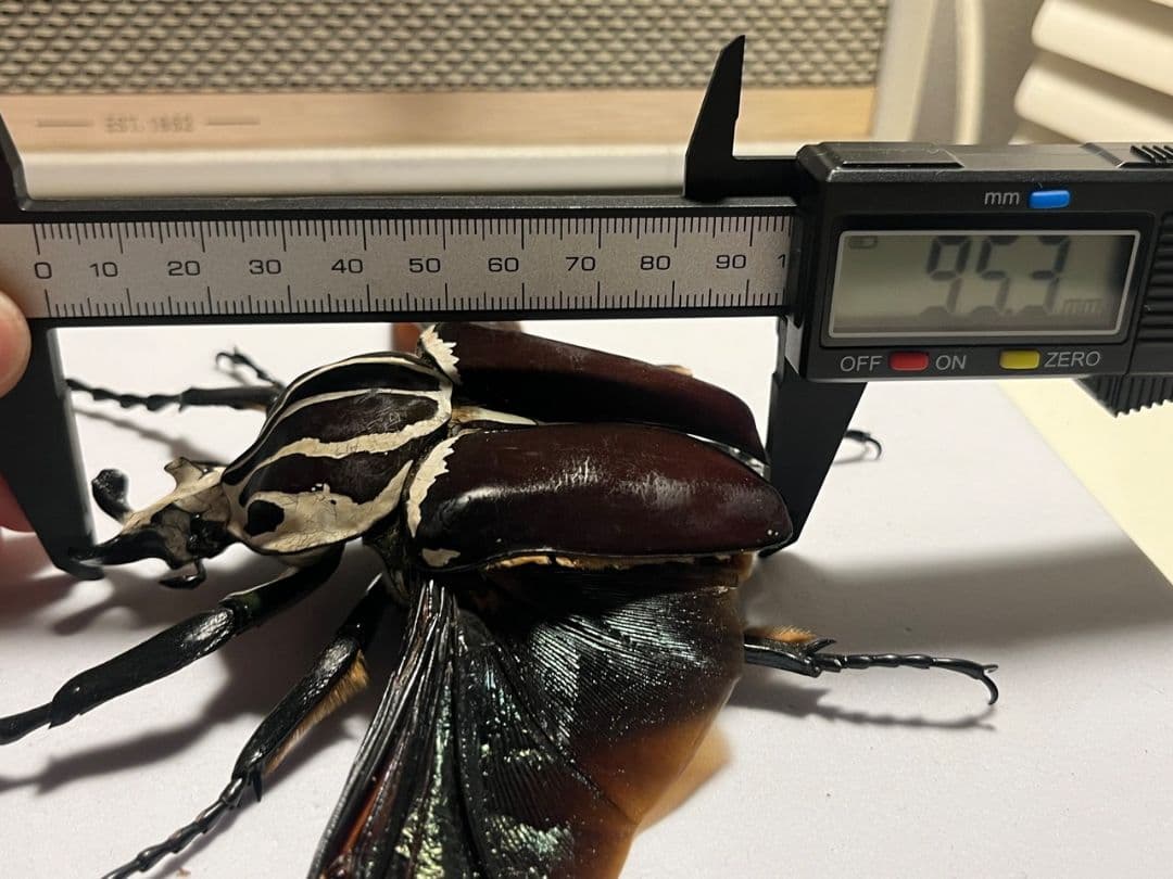 開翅95mm】ゴライアスオオツノハナムグリWC Goliath 標本 - メルカリ
