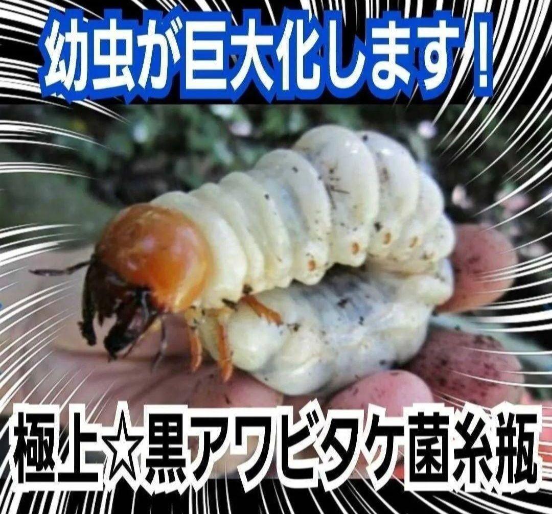ニジイロクワガタに抜群！極上！黒アワビタケ菌糸瓶【8本