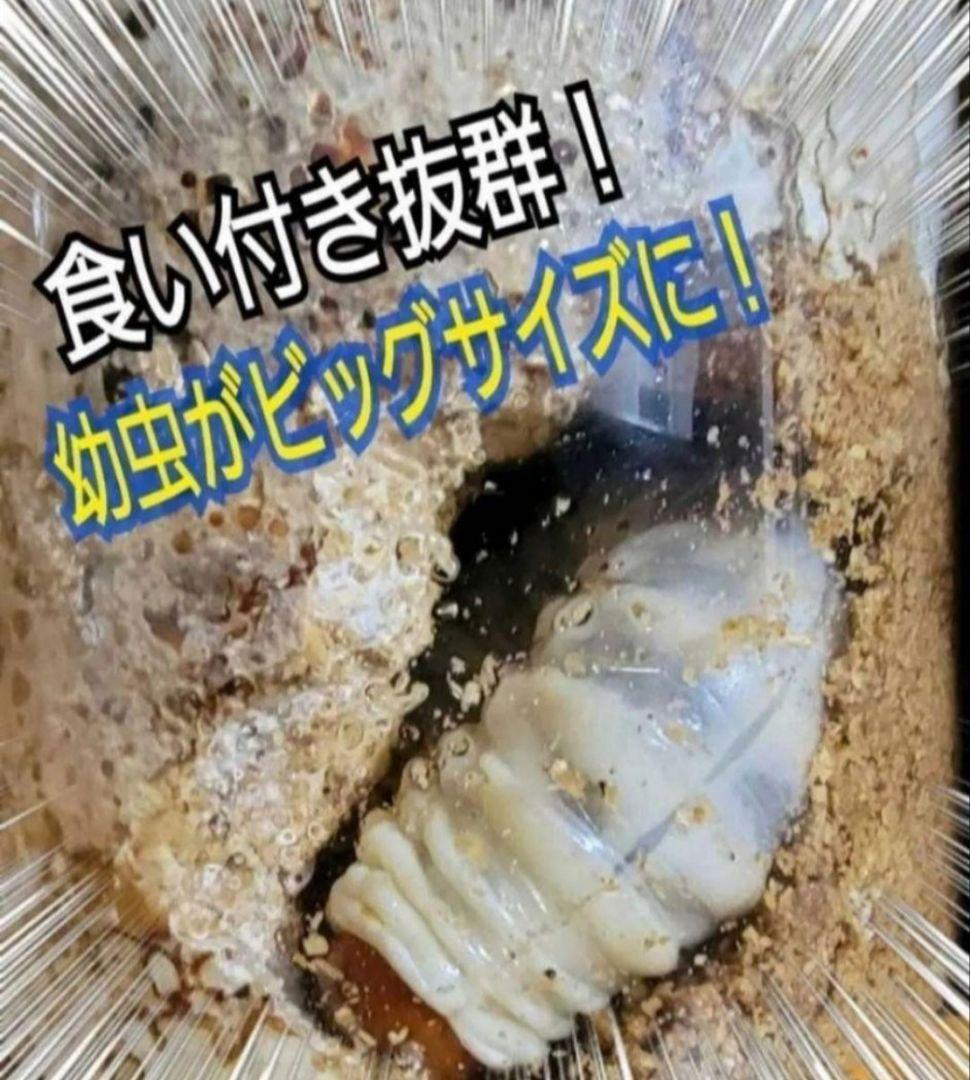 ニジイロクワガタに抜群！極上！黒アワビタケ菌糸瓶【8本