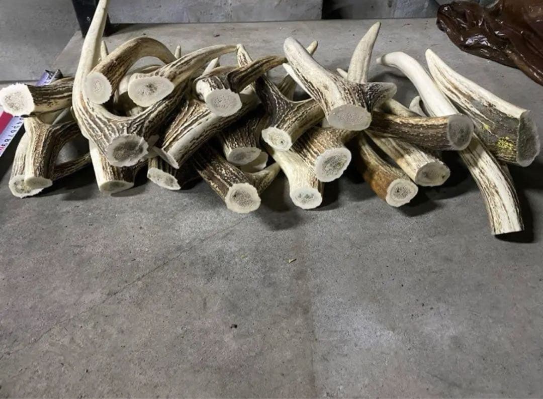 鹿の角　シカツノ　角先　25本