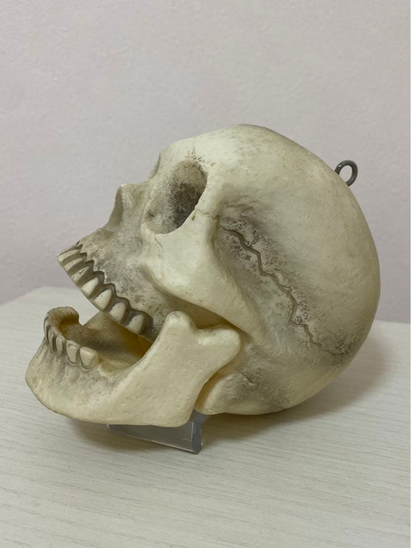 ビンテージ】 骸骨 スカル 頭蓋骨 ドクロ 髑髏 ガイコツ 置物 インテリア