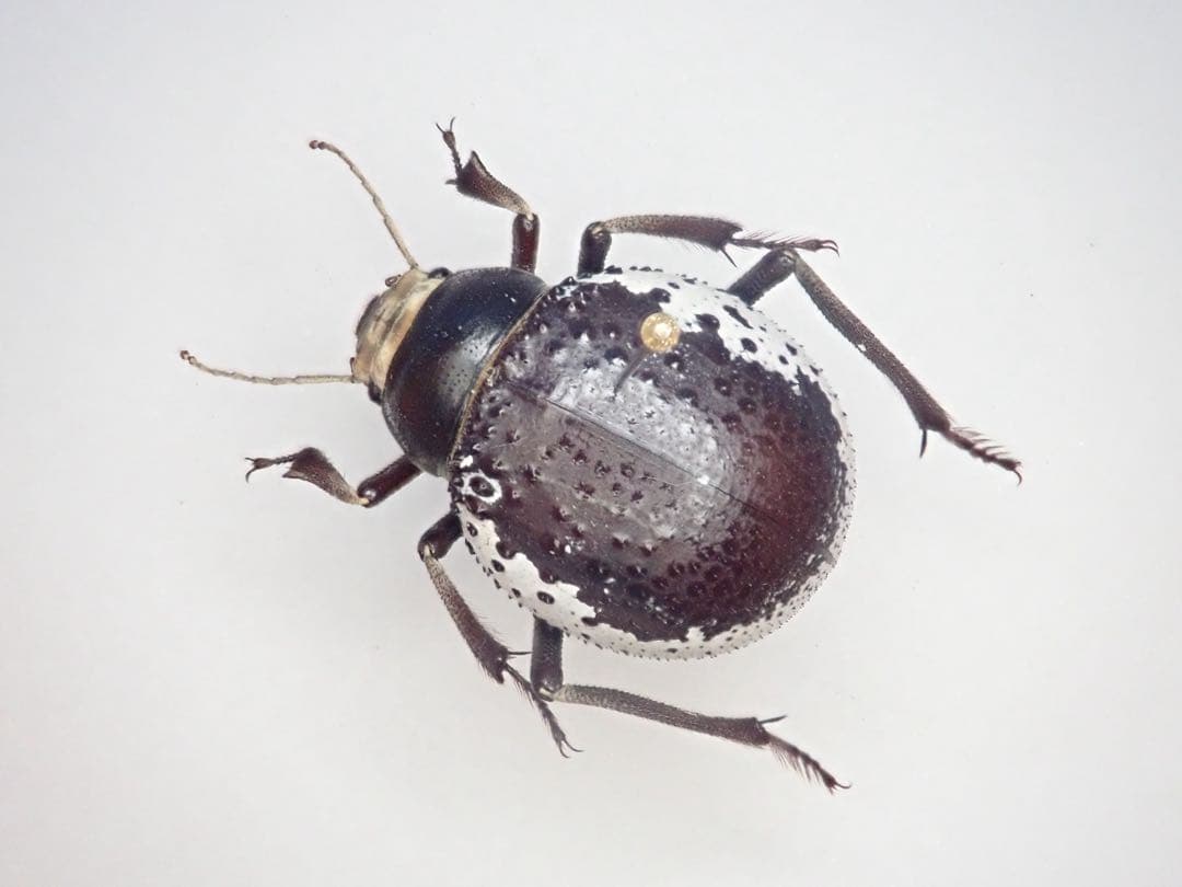 欧州のゴミダマ ゴミムシダマシ③ | 縞栗鼠の虫部屋