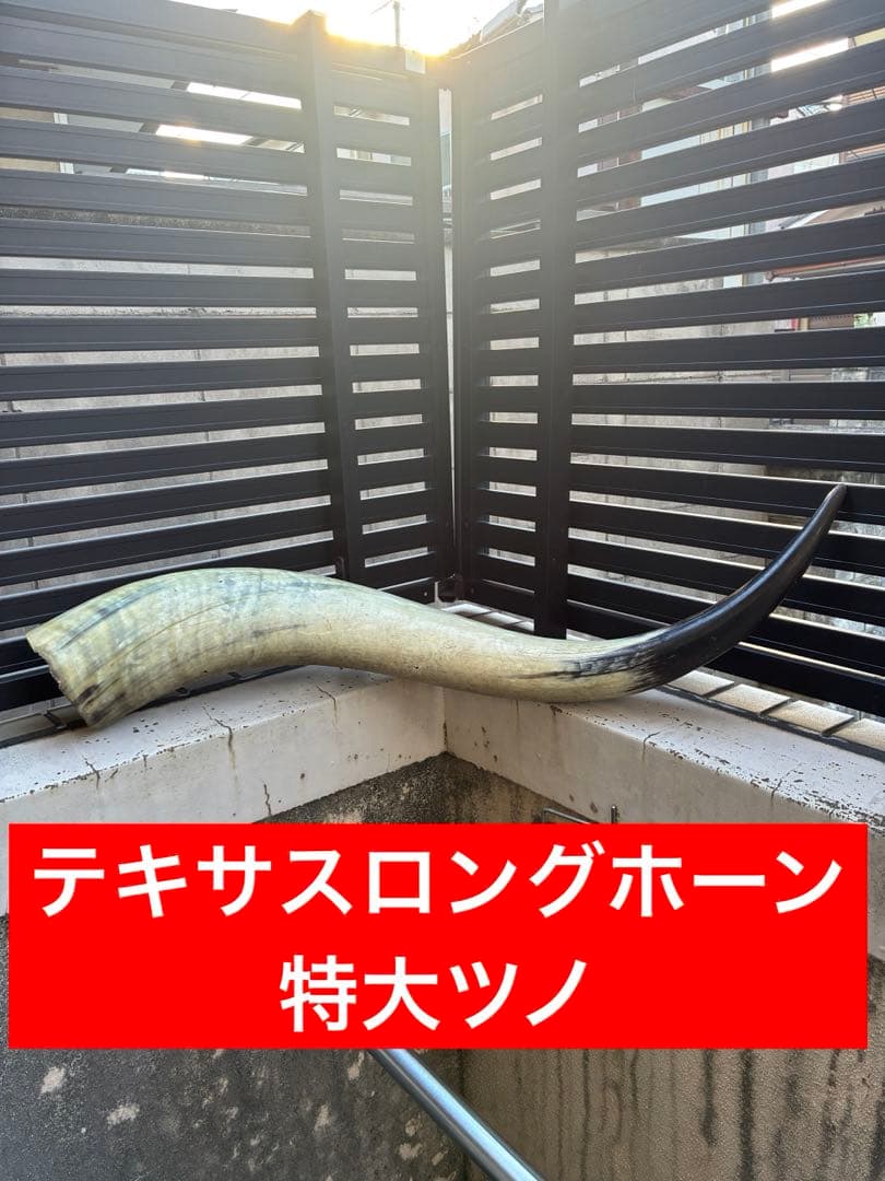 テキサスロングホーン　牛　ツノ　特大　アメリカン　インディアン　剥製 テキサスロングホーン 牛 ツノ 特大 アメリカン インディアン 剥製