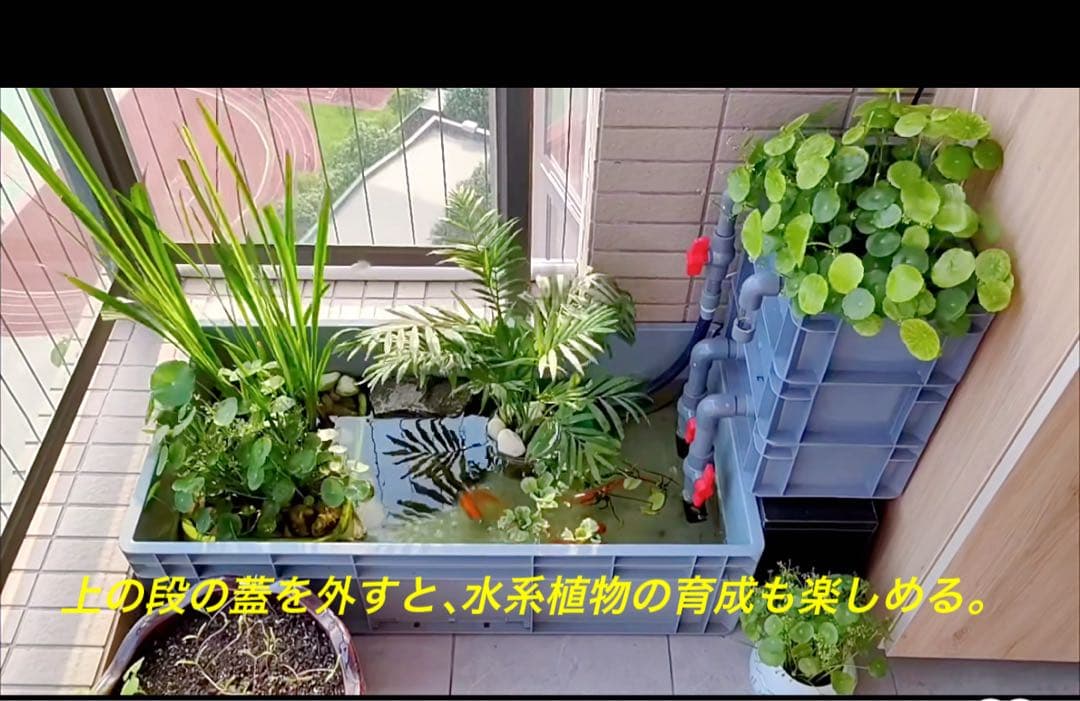 めぐみん様専用】60*40*68濾過槽