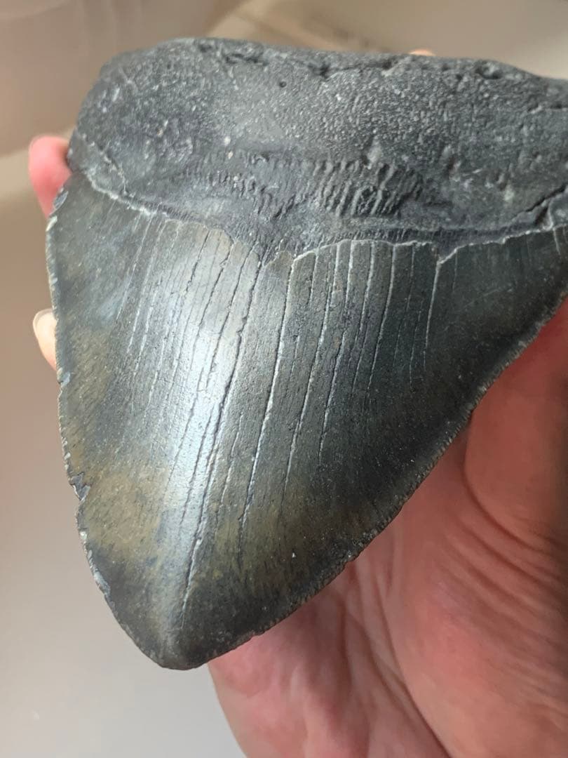 最大級 メガロドン 化石 サメの歯 423g 隕石 恐竜 爪 牙 三葉虫 骨