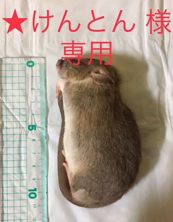 冷凍ラットM 30匹、冷凍ラットL 30匹 専用