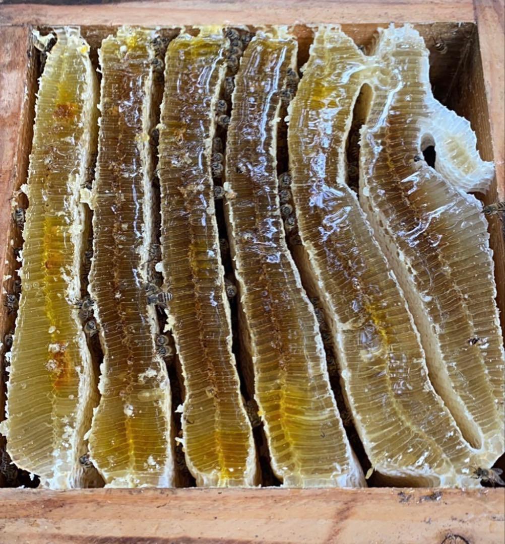 ドルガ様専用 日本ミツバチ 非加熱 生はちみつ ジェラート風2瓶