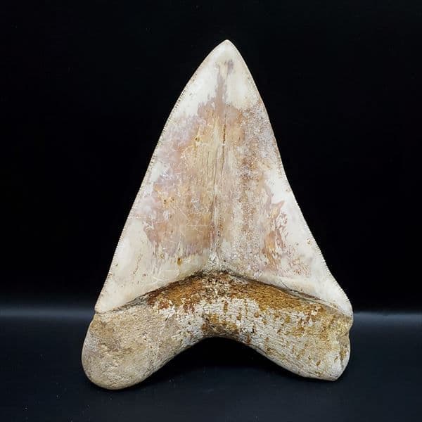 極上 メガロドン 歯 化石 本物 インドネシア 127.72mm mg10