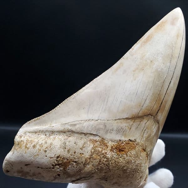 極上 メガロドン 歯 化石 本物 インドネシア 127.72mm mg10