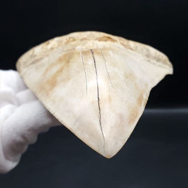 極上 メガロドン 歯 化石 本物 インドネシア 127.72mm mg10