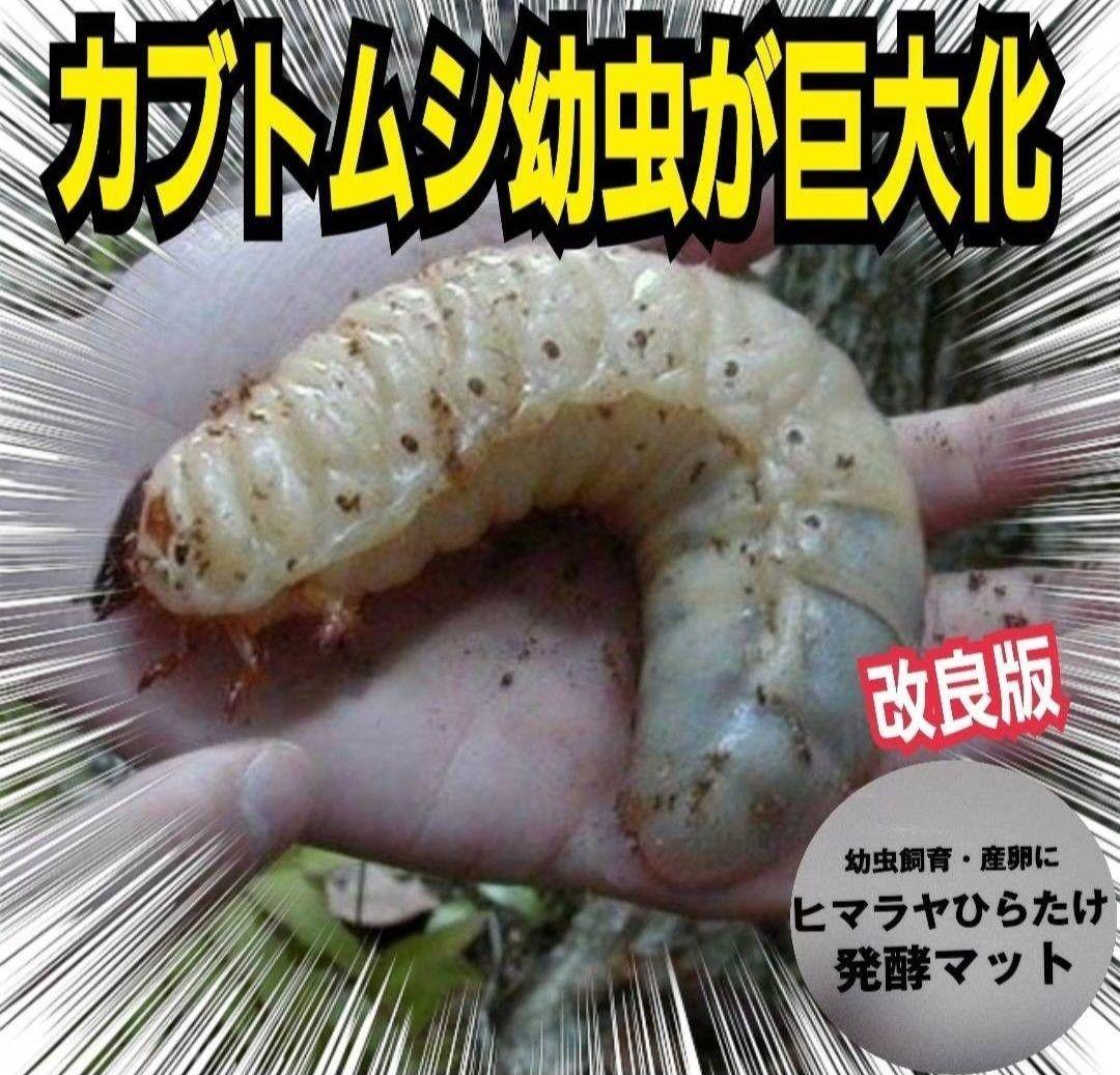 カブトムシ幼虫を低価格で大きくできる！ハイコスパ完熟発酵マット