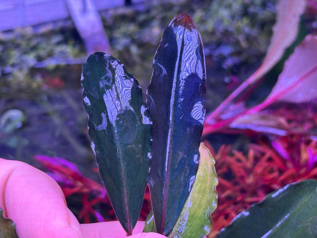 AZ便】Bucephalandra sp. Deep Purple 初便 - winetouritalia.com