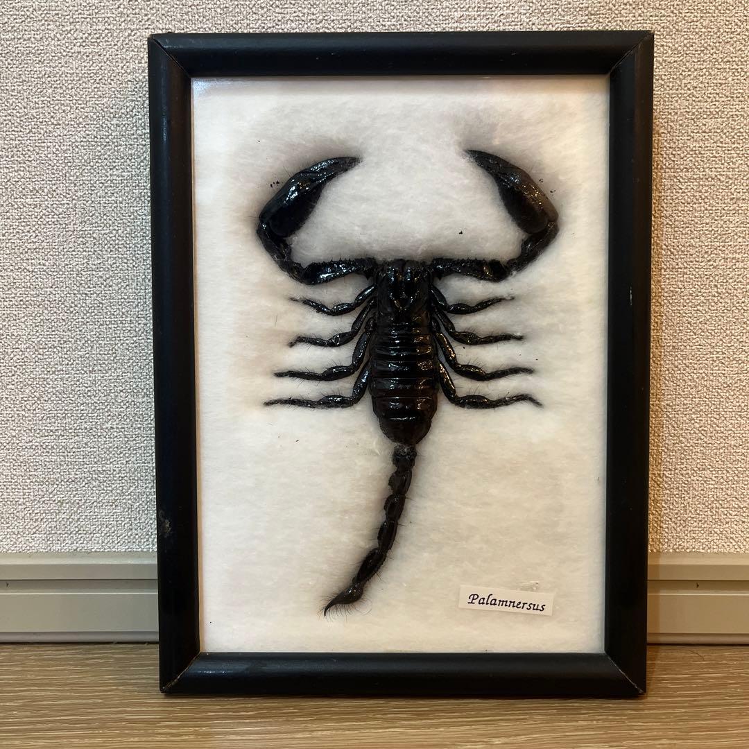 サソリ 標本 Palamnersus - メルカリ