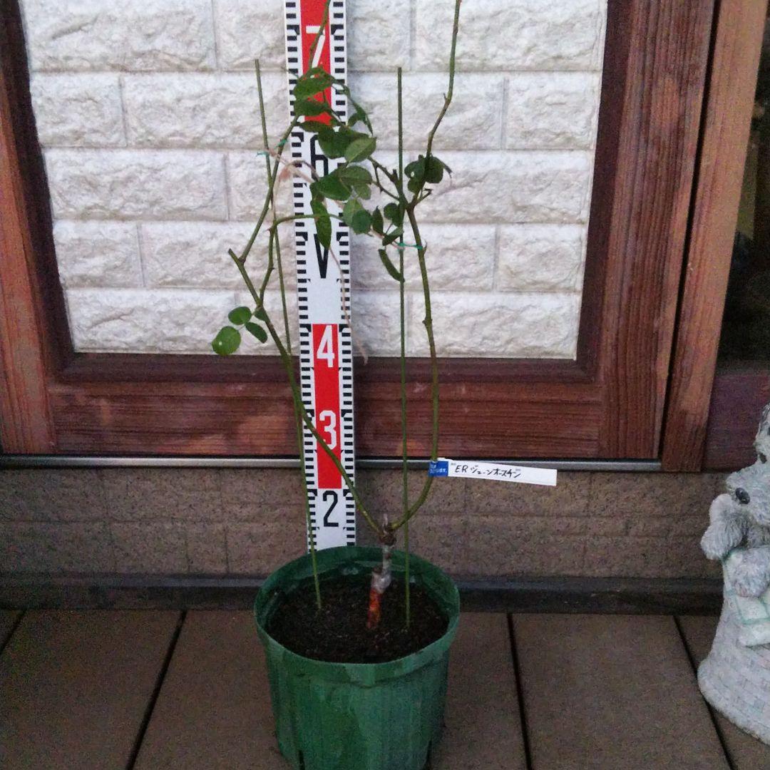 ミクロソリウム サラワクカピットウエスト 流木1本