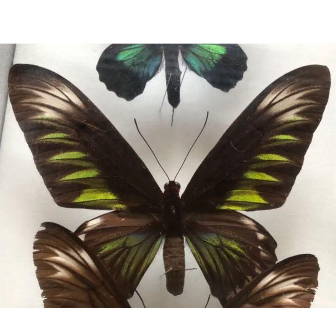 アカエリトリバネアゲハ 値段交渉◎