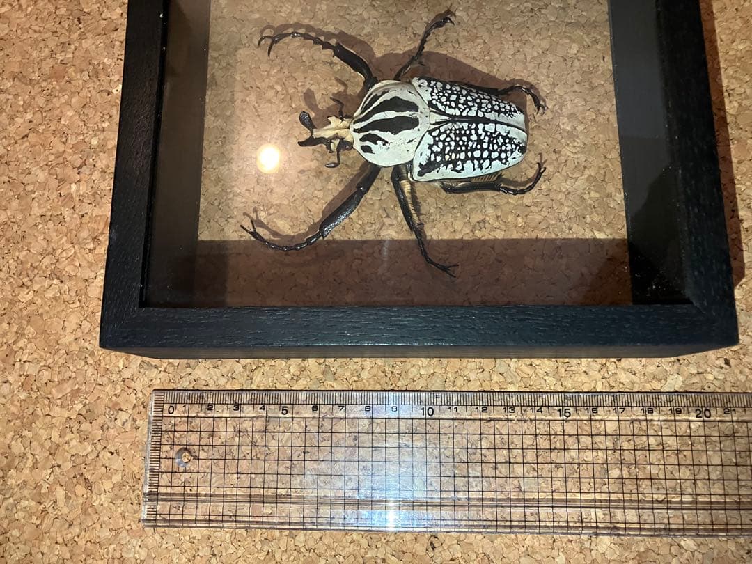 標本/ゴライアスオオツノハナムグリ/ゴライアスオリエンタリス/フィギュア付