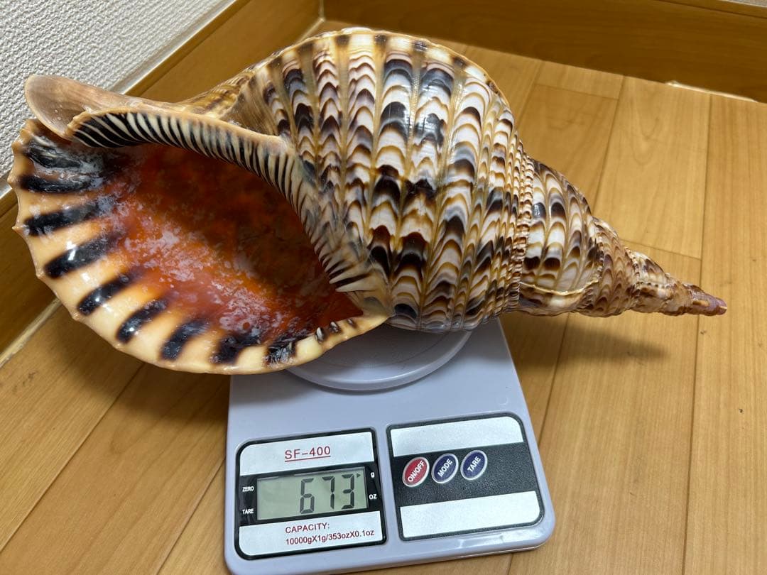 法螺貝　ホラガイ　36cm