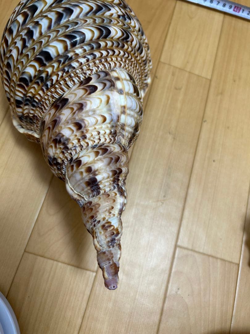 法螺貝　ホラガイ　36cm