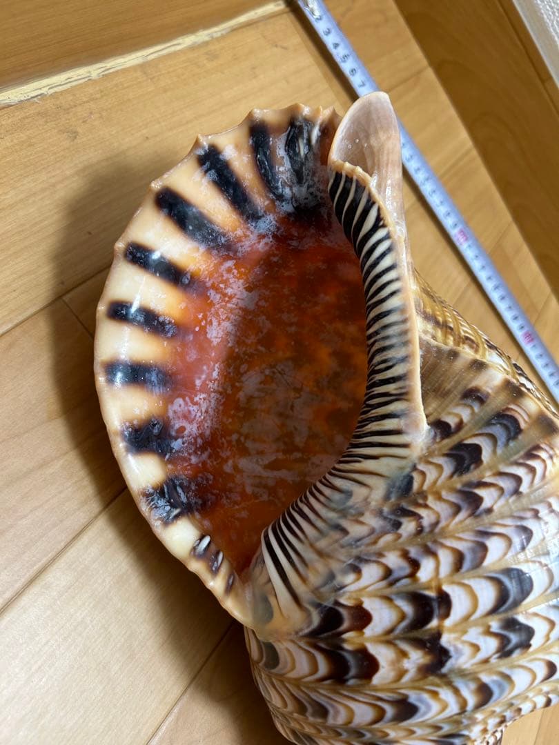 法螺貝　ホラガイ　36cm