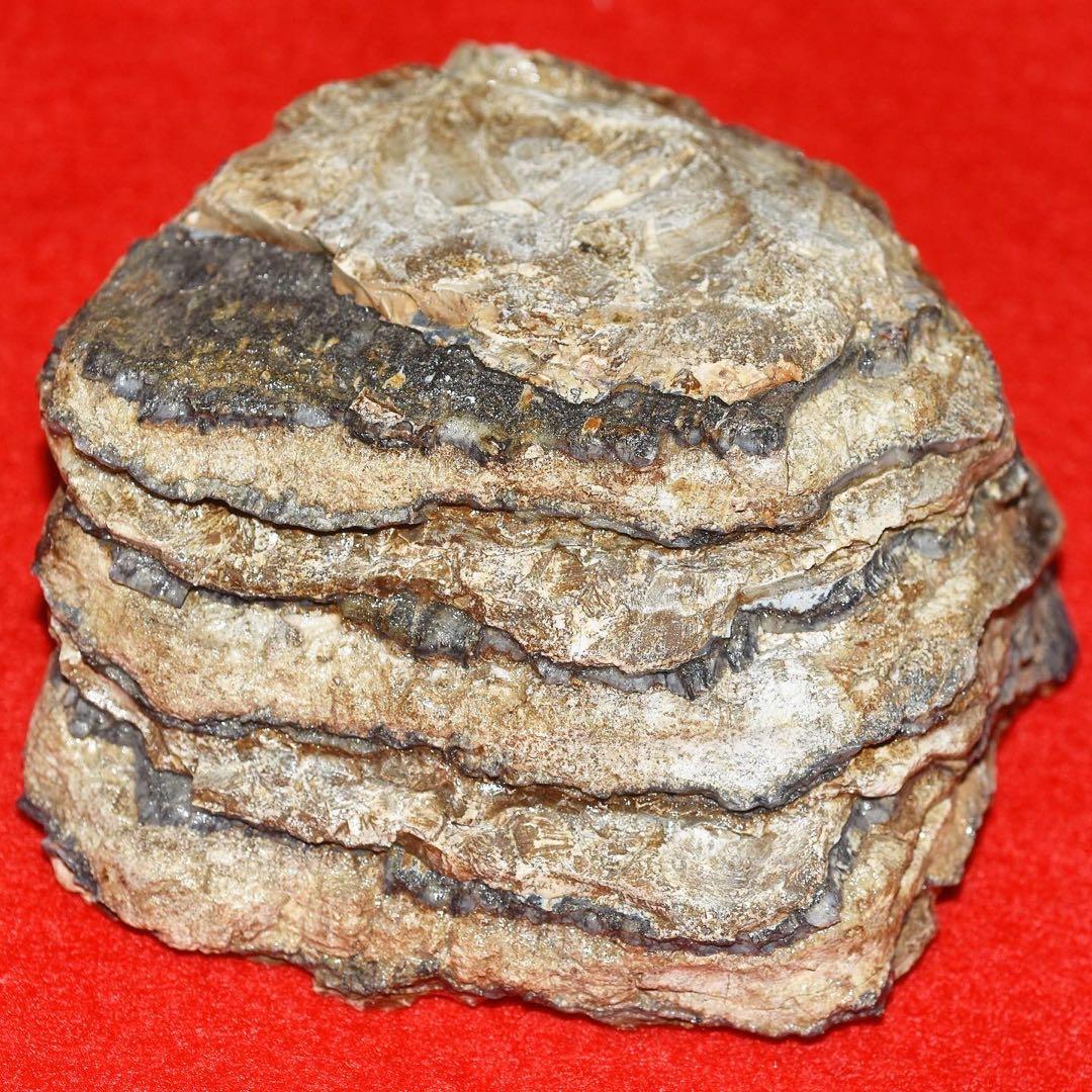 ハンガリー産 メリジオナリスゾウの臼歯化石