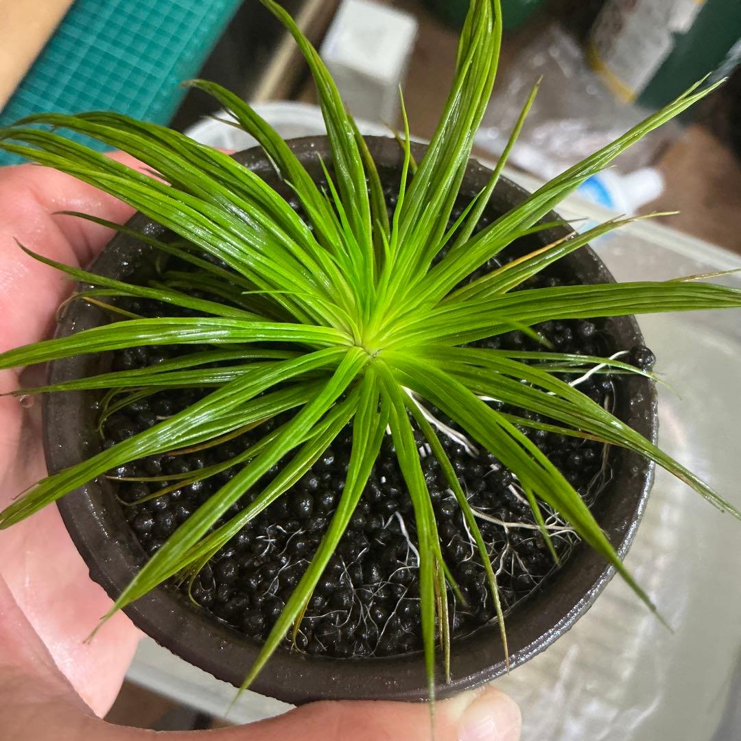 メルカリ便】珍！ホシクサsp.キンバリーナロー 大株 1株 約11cm 鉢付き