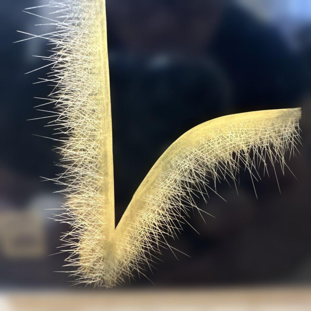 漆芸 孔雀デザイン作品　輪島塗　アンティーク　骨董品　希少価値　額縁期間限定値引