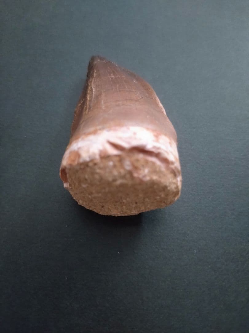 特大本物】モロッコ産モササウルス（プログナソドン）の歯の化石 約5.5×3cm