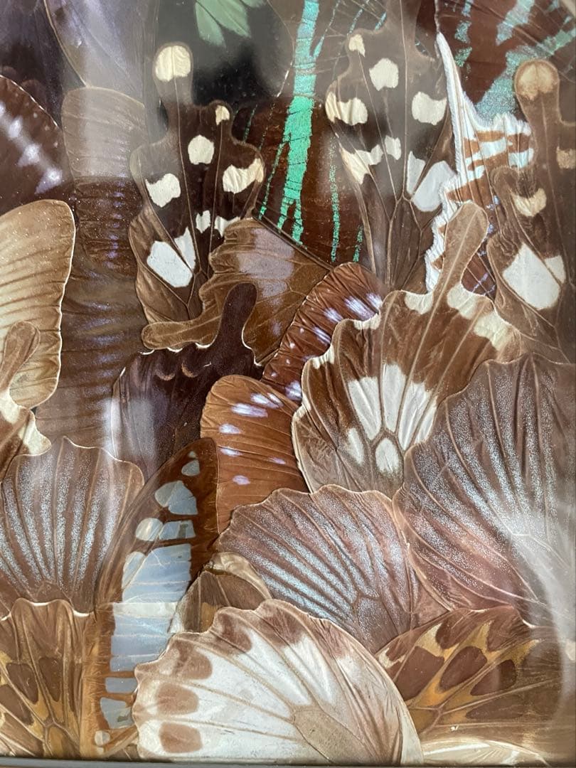 蝶絵画 蝶の羽 羽根細工 バタフライアート