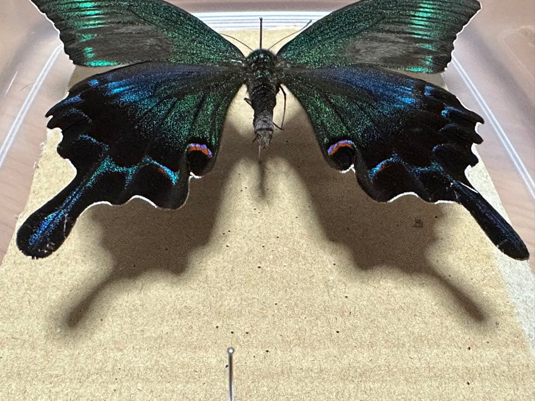 ミヤマカラスアゲハ 標本 採取品