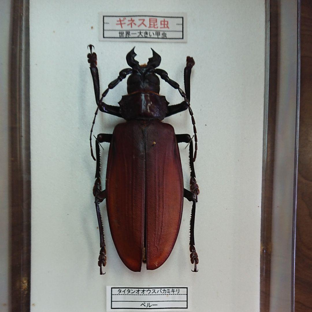 タイタンオオウスバカミキリ 標本