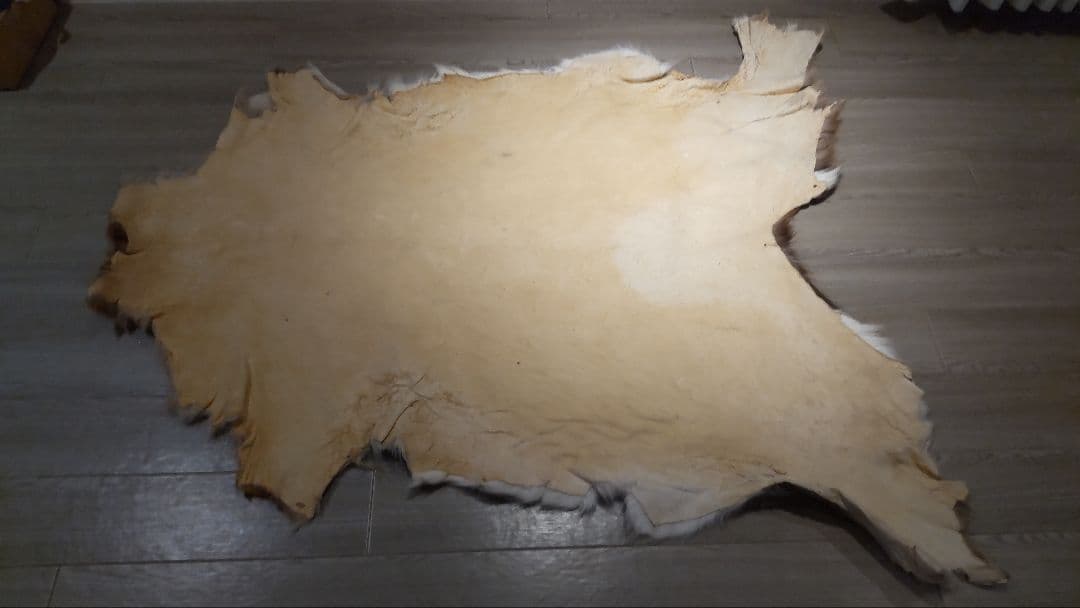 鹿の夏毛 2頭 Lサイズ 武具材料 行縢 尻鞘 直垂 狩衣 鞍鐙 流鏑馬 笠掛