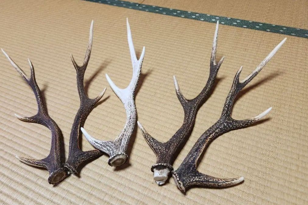 鹿の角 天然物 天然物】ニホンジカの角 天然日本鹿 ニホンジカ 天然 鹿角