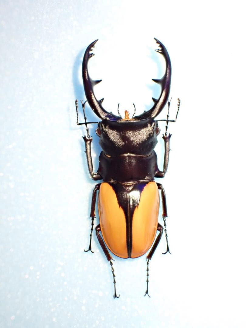 希少標本野外品マダガスカルチャイロミノケブカゾウムシ