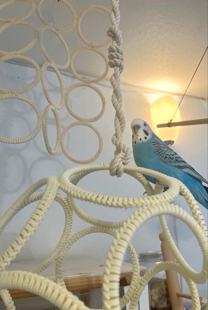 ハンドメイド インコ大好き ぐるぐるロープ オーダーページ オーダー