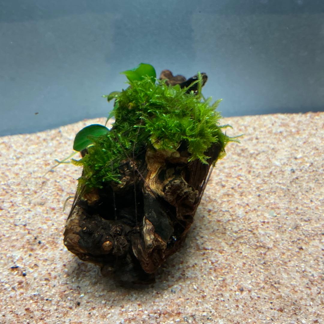 第四種郵便】ジャイアント南米モス活着アヌビアスプチ付き流木 11cm