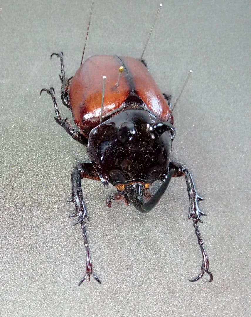 ミャンマー産スキットゴホンヅノカブト65mm