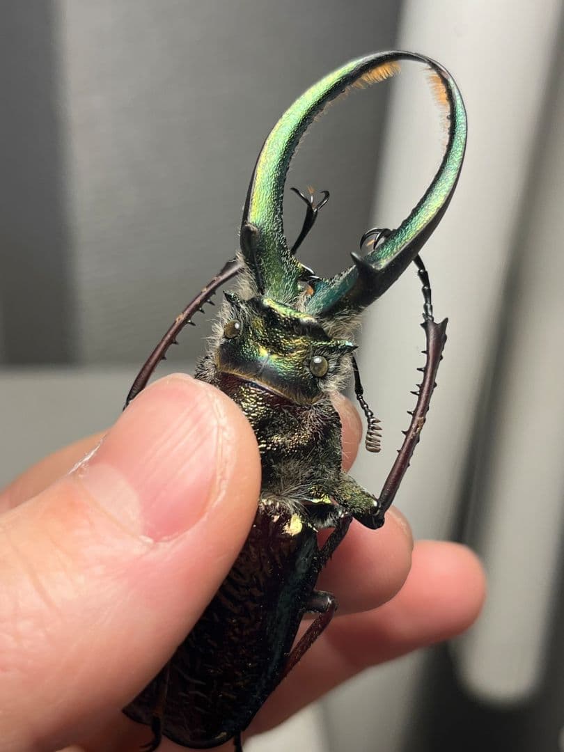 顎GREEN】ギガンテウスシワバネクワガタ 昆虫標本 ニジイロクワガタ