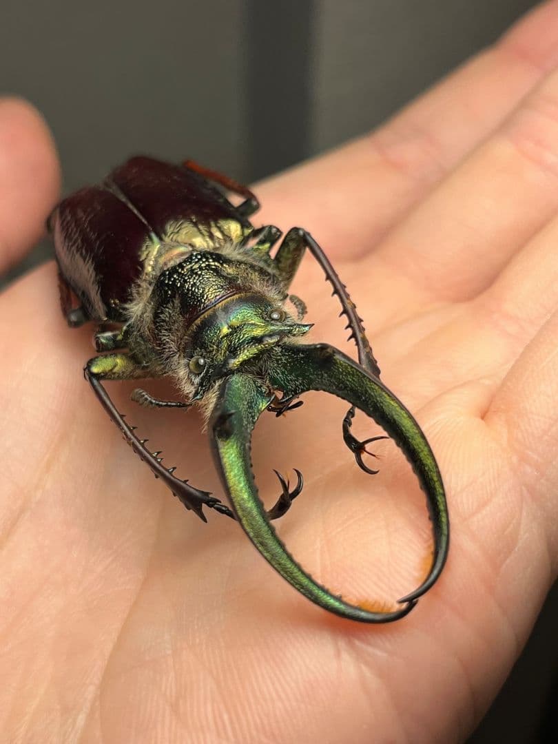 顎GREEN】ギガンテウスシワバネクワガタ 昆虫標本 ニジイロクワガタ