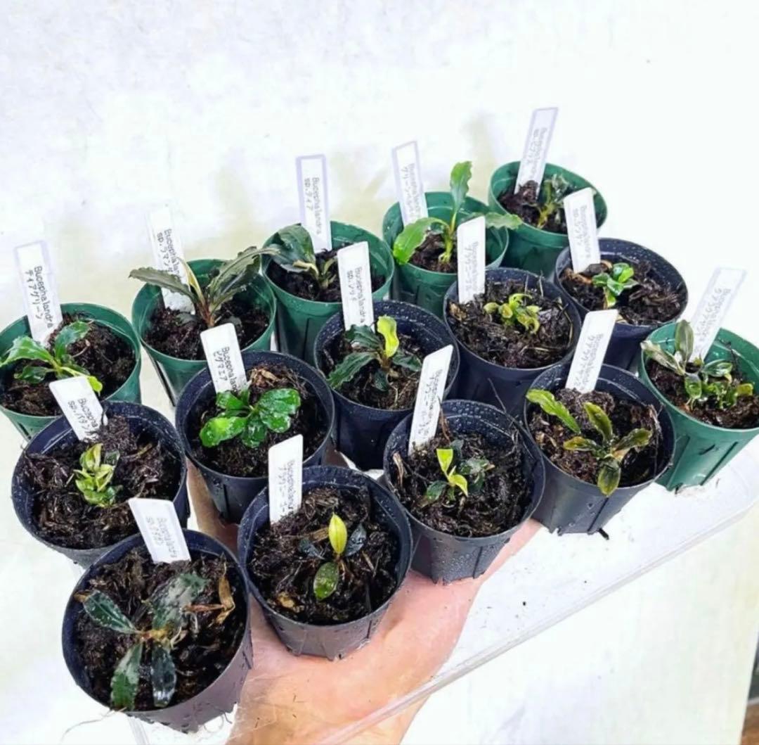 ◇特◇ブセファランドラSP.よりどり15セット（良株） #ブセさかな屋