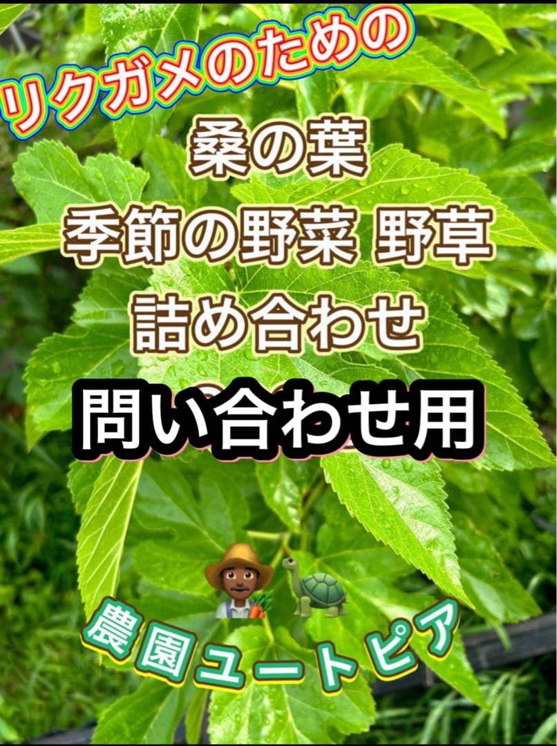 農薬不使用 自然農法 リクガメ 桑の葉 季節の野菜野草の詰め合わせ 農薬不使用 自然農法 リクガメ 桑の葉 季節の野菜野草の詰め合わせ