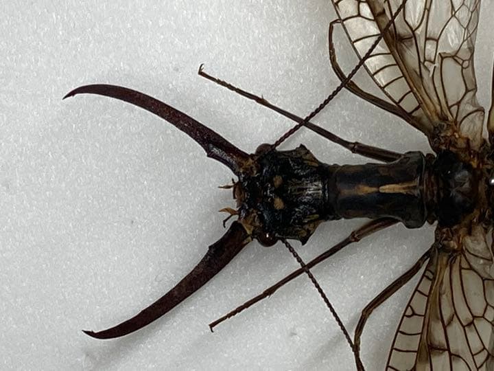 超絶奇怪な生物、オオキバヘビトンボ！マイコレから！ ショップ