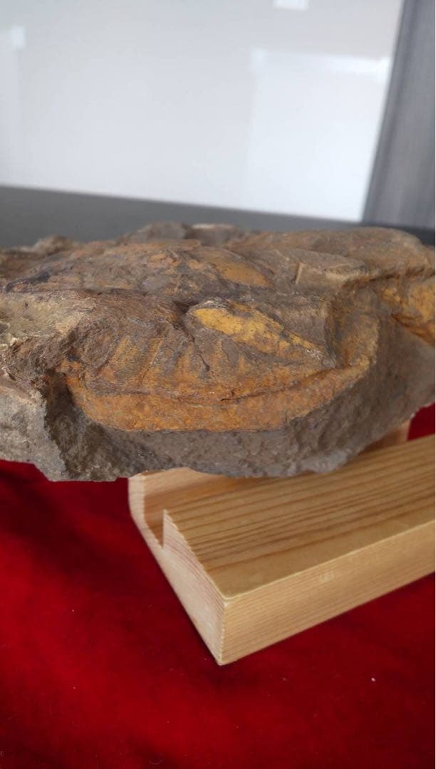 三葉虫化石 化石 古道具 アンティーク ディスプレイ オブジェ