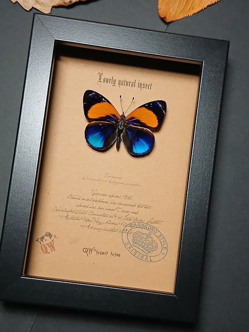 昆虫標本アート｜一点物・オリジナル作品