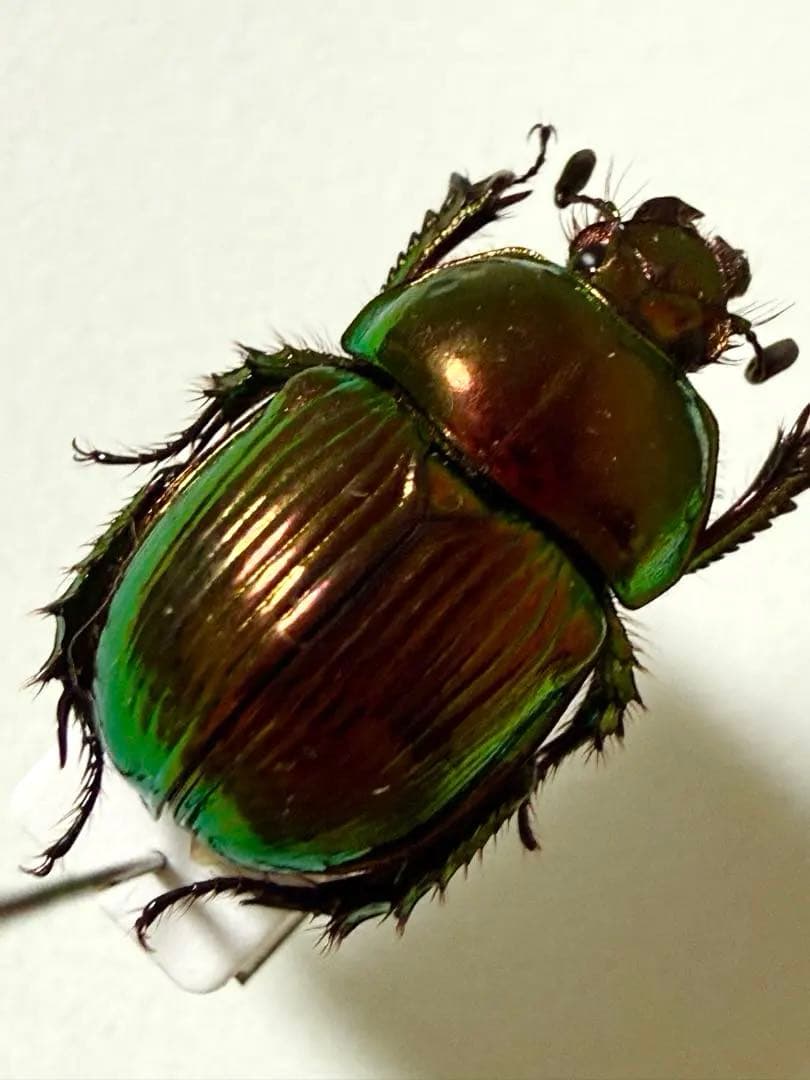 オオセンチコガネ 極美 赤ーピンク/緑 - メルカリ