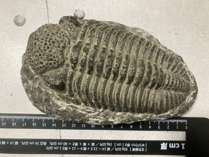 ドロトプス・メガロマニクス 三葉虫 化石 巨大 - メルカリ