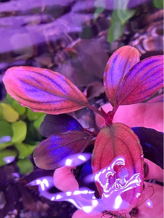 ブセファランドラ sp ,ファンタスティックパープル - メルカリ