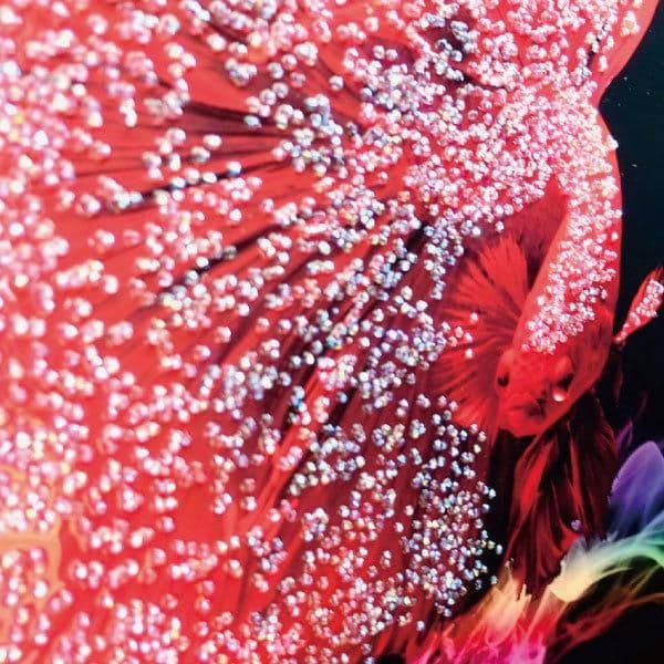 輸入雑貨 天然石 『赤い金魚』 水晶石 クリスタルアート ゴールド額縁