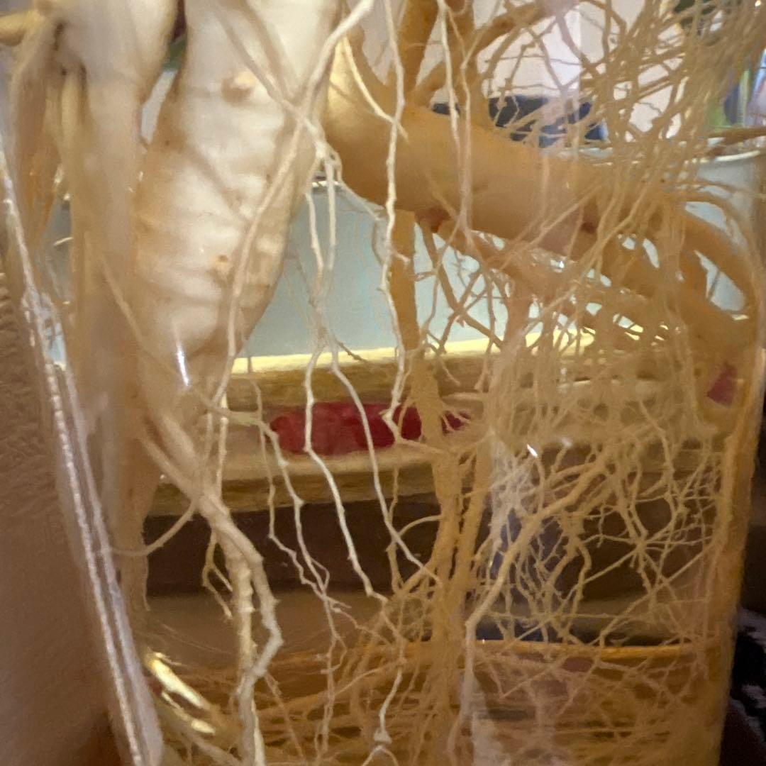 朝鮮白頭山人参古酒 薬膳酒 漢方 薬酒 健康酒 養命酒