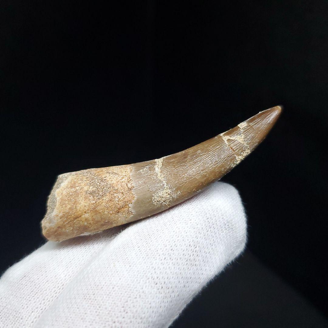 プレシオサウルス 化石 歯 本物 モロッコ産 56.5mm ケース付 pr109